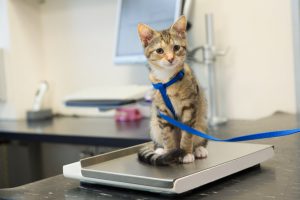 Kitten on weighing scale in veterinary clinic