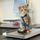 Kitten on weighing scale in veterinary clinic