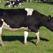 Cow walking in a field
