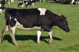 Cow walking in a field