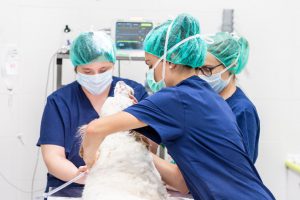 dog in surgery