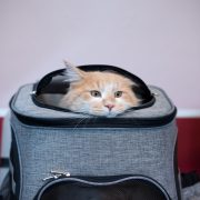 cat inside of pet carrier at the veterinarian