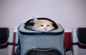 cat inside of pet carrier at the veterinarian