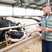 Professional milk cow carer with digital tablet standing by group of livestock
