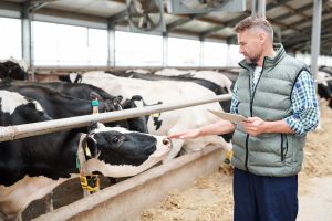 Professional milk cow carer with digital tablet standing by group of livestock
