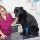 Dog in veterinary clinic with an intravenous infusion