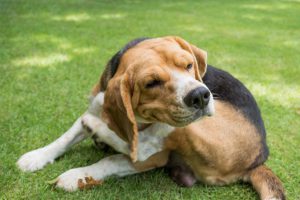 Dog scratching