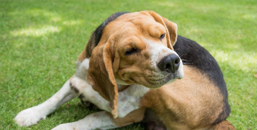 Dog scratching