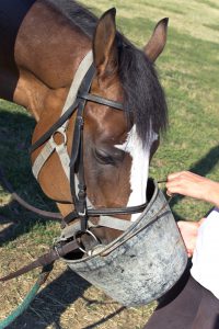 Horse eating feed from a bucket in pasture