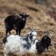Goats on a hillside
