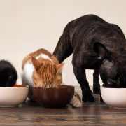 Cats and dog eating together