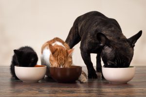 Cats and dog eating together