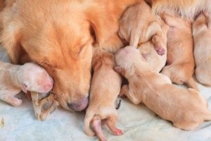 puppies feeding from mother