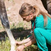 vet examining horse foot