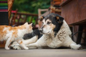 Cat and dog looking at each other