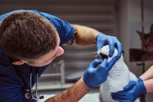 Vet examining cat teeth