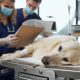 Vets examining a dog in clinic wearing gloves and masks looking at lab results