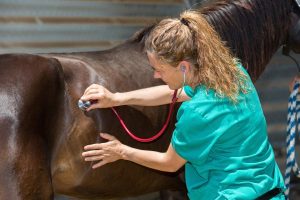 vet examining a horse