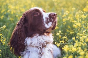 English Springer spaniel