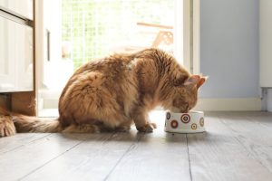 Cat eating food from a bowl
