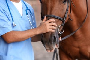 Vet examining a horse