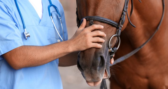 Vet examining a horse