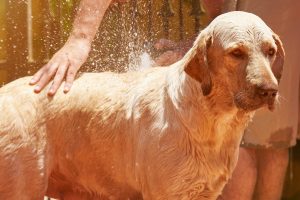 Dog being cooled down with water