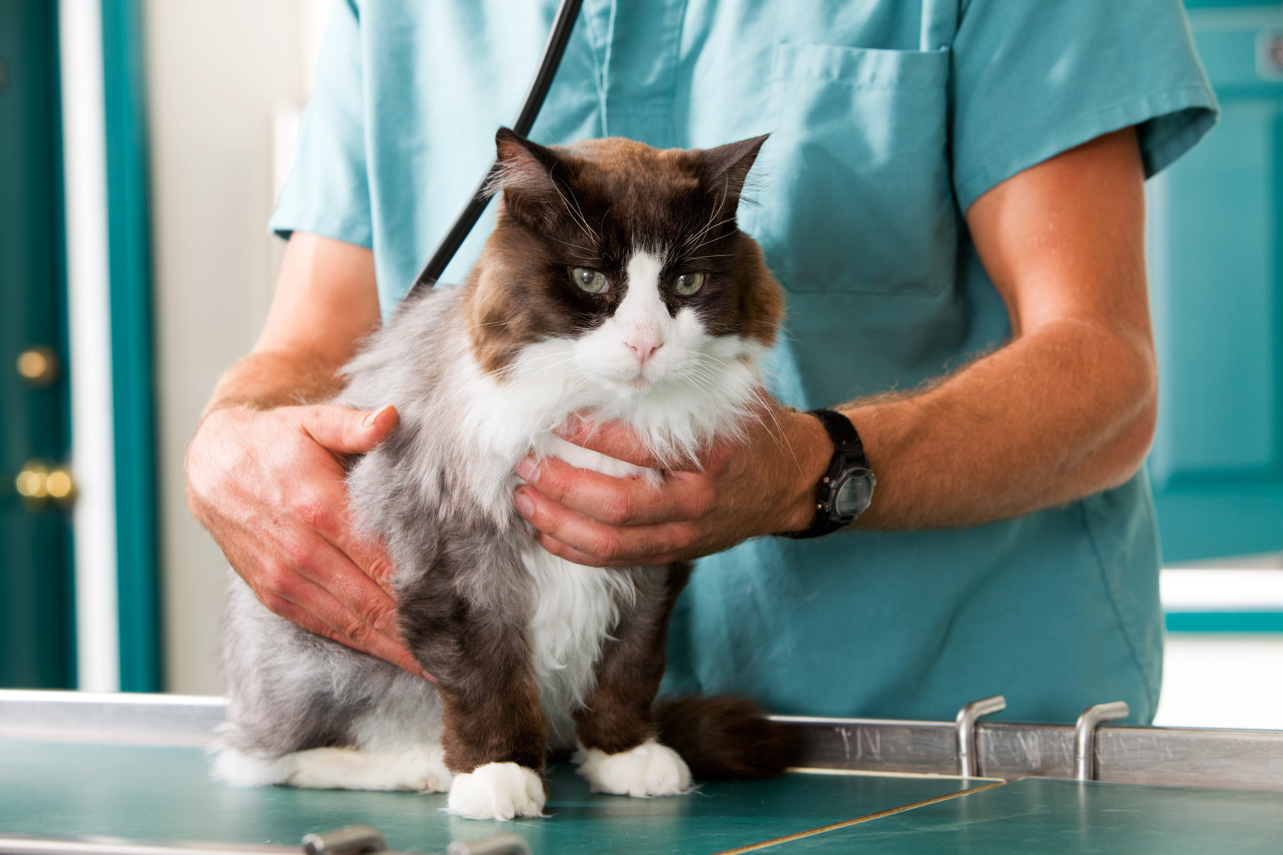 Long-term follow-up of cats in complete remission after treatment of