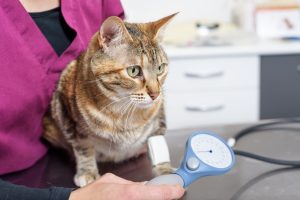 Vet nurse measuring cat blood pressure