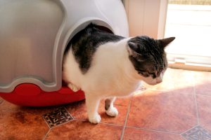Cat coming out of litter tray