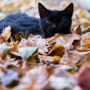 Cat lying on autumn leaves