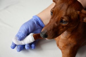 dog with bandage on paw