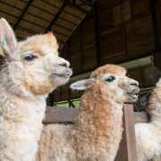 Group of alpaca in a shed