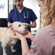 vet examine dog in clinic with client