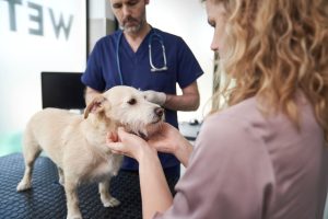 vet examine dog in clinic with client