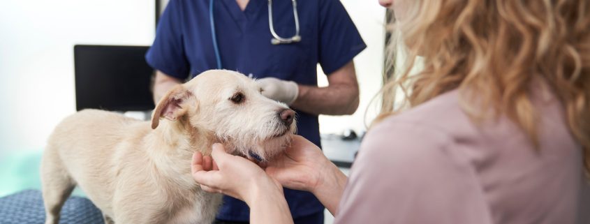 vet examine dog in clinic with client