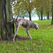 Dog urinate in the park