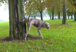 Dog urinate in the park