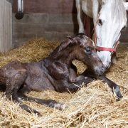Horse and foal in stable
