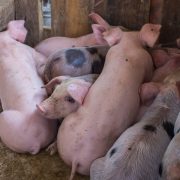 Groups of pigs in a shed