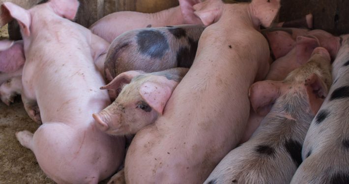 Groups of pigs in a shed