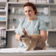 Rabbit in vet clinic