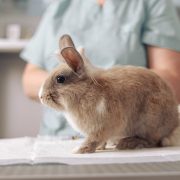 Rabbit in vet surgery