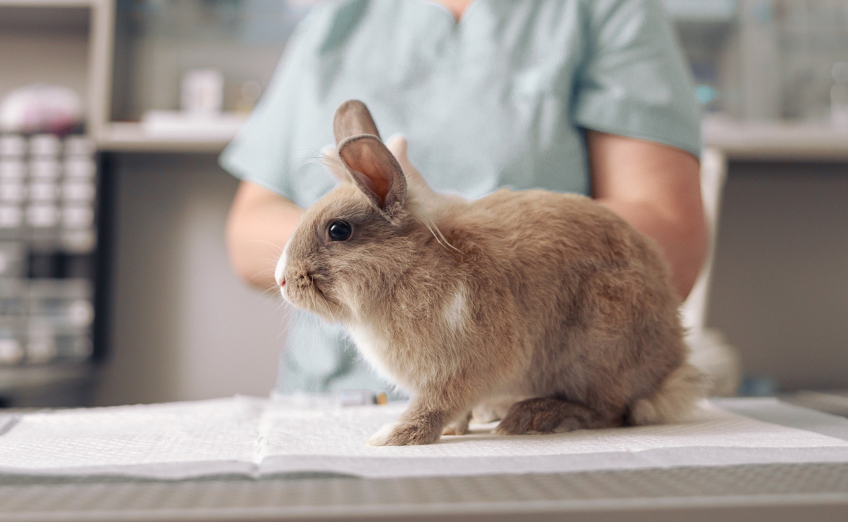 Rabbit in vet surgery