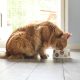 cat drinking from a bowl