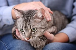 Cat sitting on owner's lap