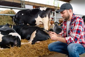 Farmer in a cow shed