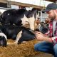 Farmer in a cow shed