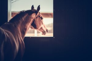 Horse looking out of a stable