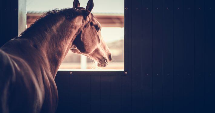 Horse looking out of a stable